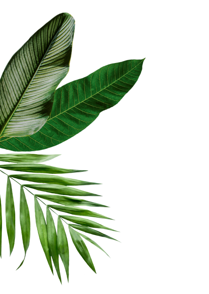Reyuve Naturkosmetik Blätter