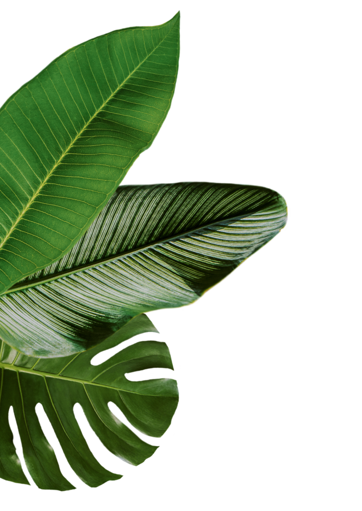 Reyuve Naturkosmetik Blätter
