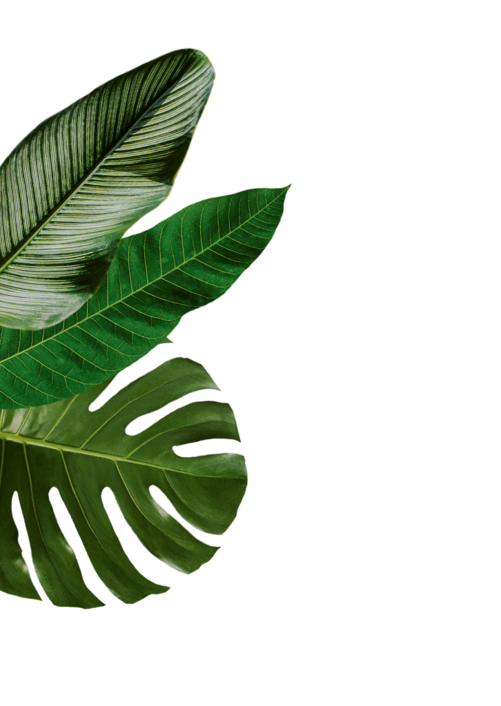 Reyuve Naturkosmetik Blätter