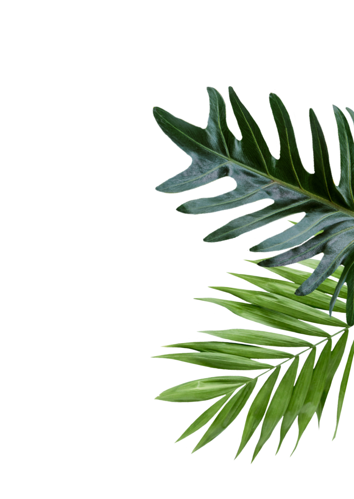 Reyuve Naturkosmetik Blätter